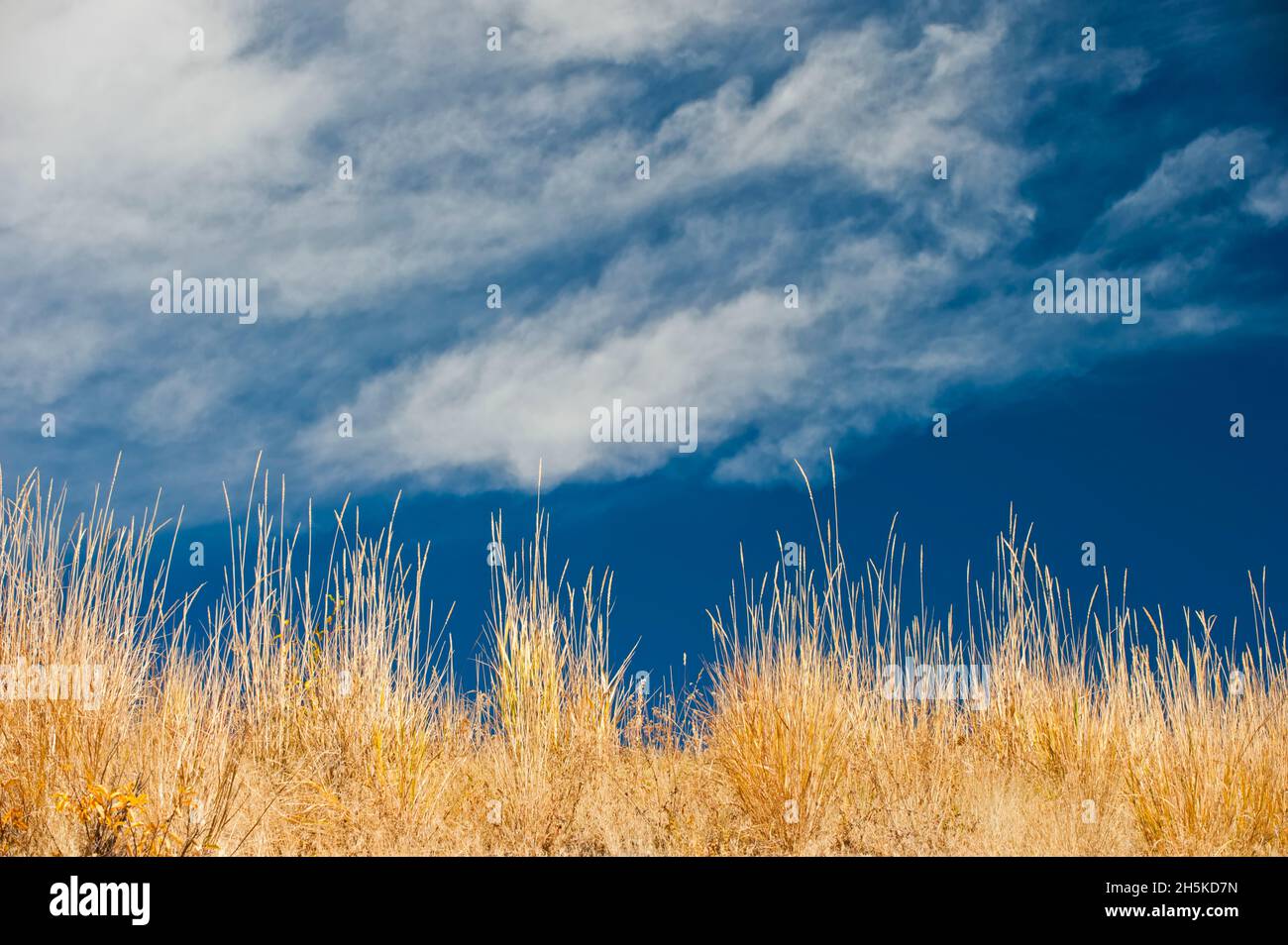 Haute herbe jaune sous le soleil d'automne avec un ciel bleu nuageux; Etats-Unis d'Amérique Banque D'Images