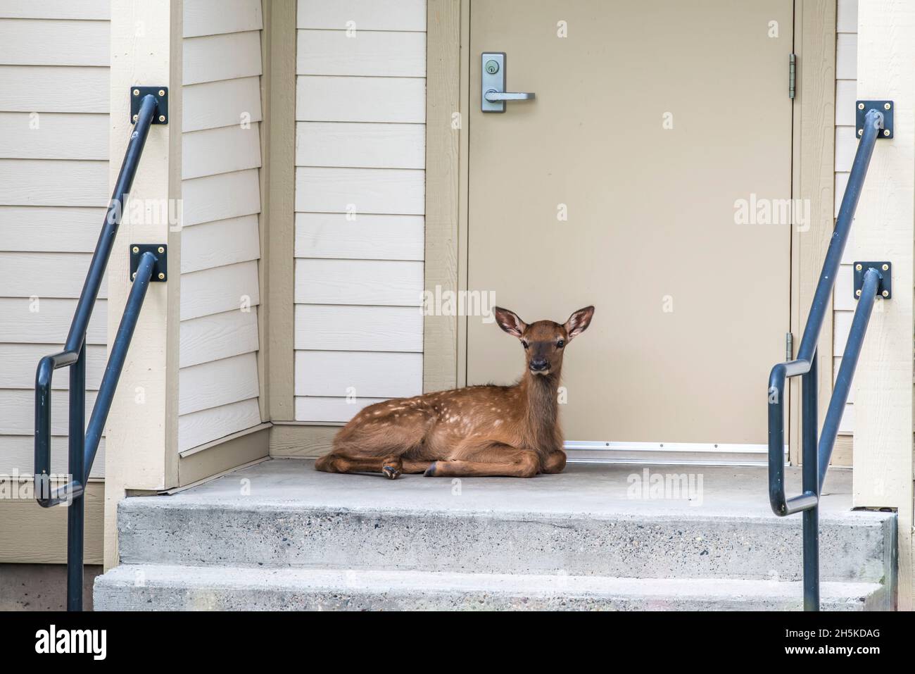 Portrait d'un veau d'élan (Cervus canadensis) couché devant une porte à deux pas; États-Unis d'Amérique Banque D'Images