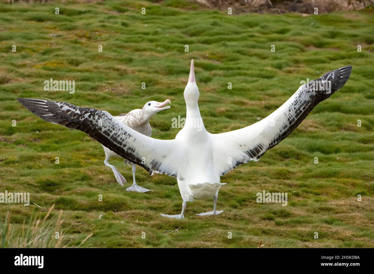 Paire d'albatros errants (Diomedea exulans) pendant l'exposition d'accouplement; île de Géorgie du Sud, Antarctique Banque D'Images