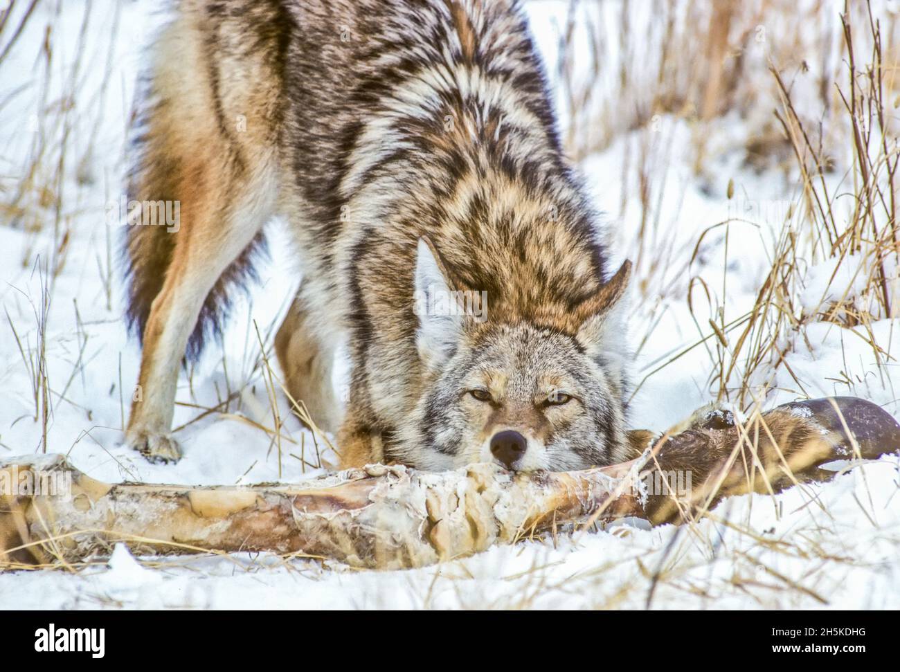 Un coyote (Canis latrans) gèle sur une jambe de bison (Bison bison) en hiver; Parc national de Yellowstone, États non liés d'Amérique Banque D'Images