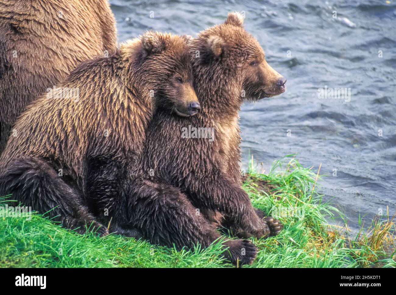 Les deux petits grizzlis se blottent à côté de leur mère. Banque D'Images