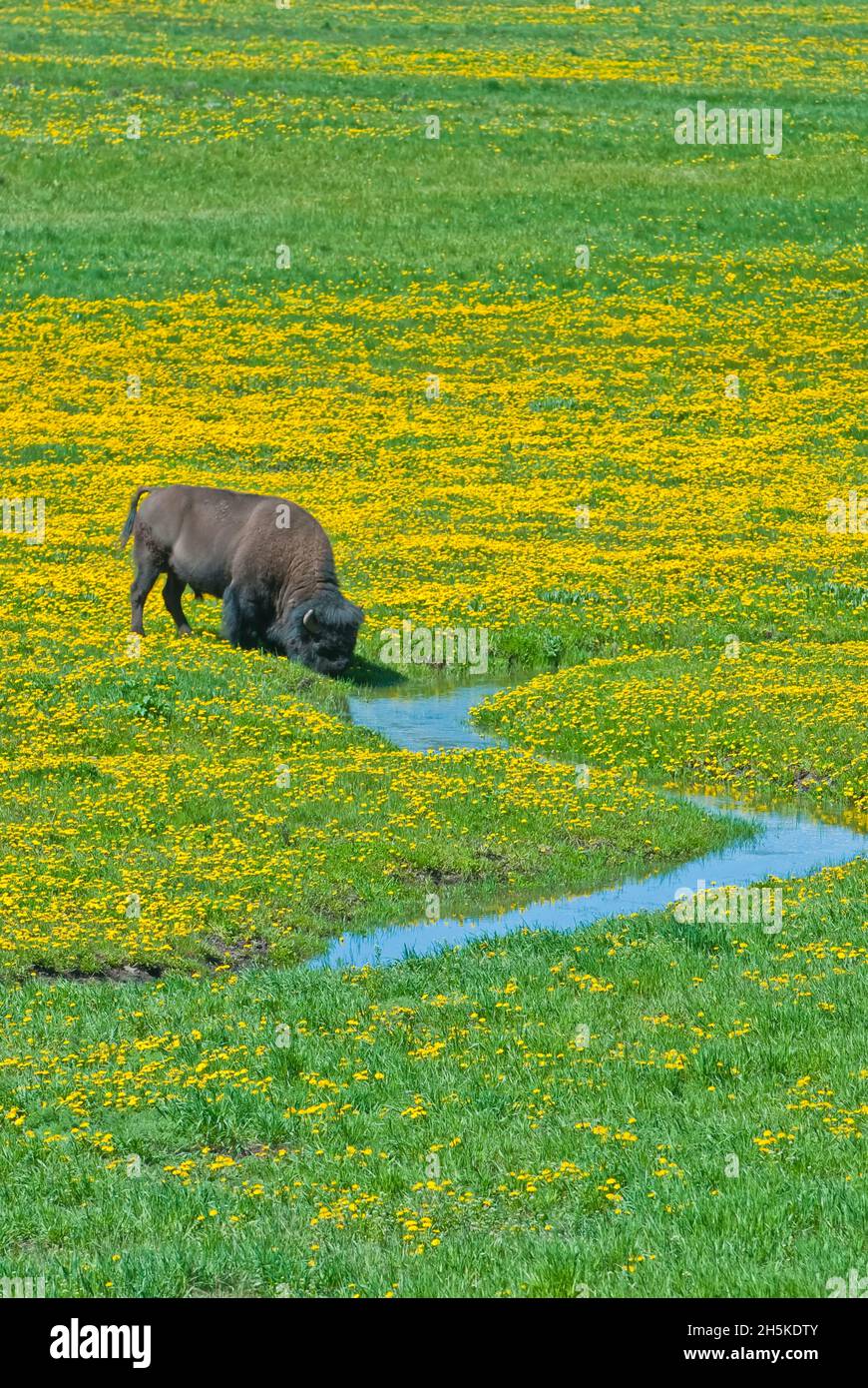 Bison des États-Unis (bison des bisons des bisons) broutant dans un champ de pissenlits, en aire de répartition ouverte, à côté d’un ruisseau Banque D'Images