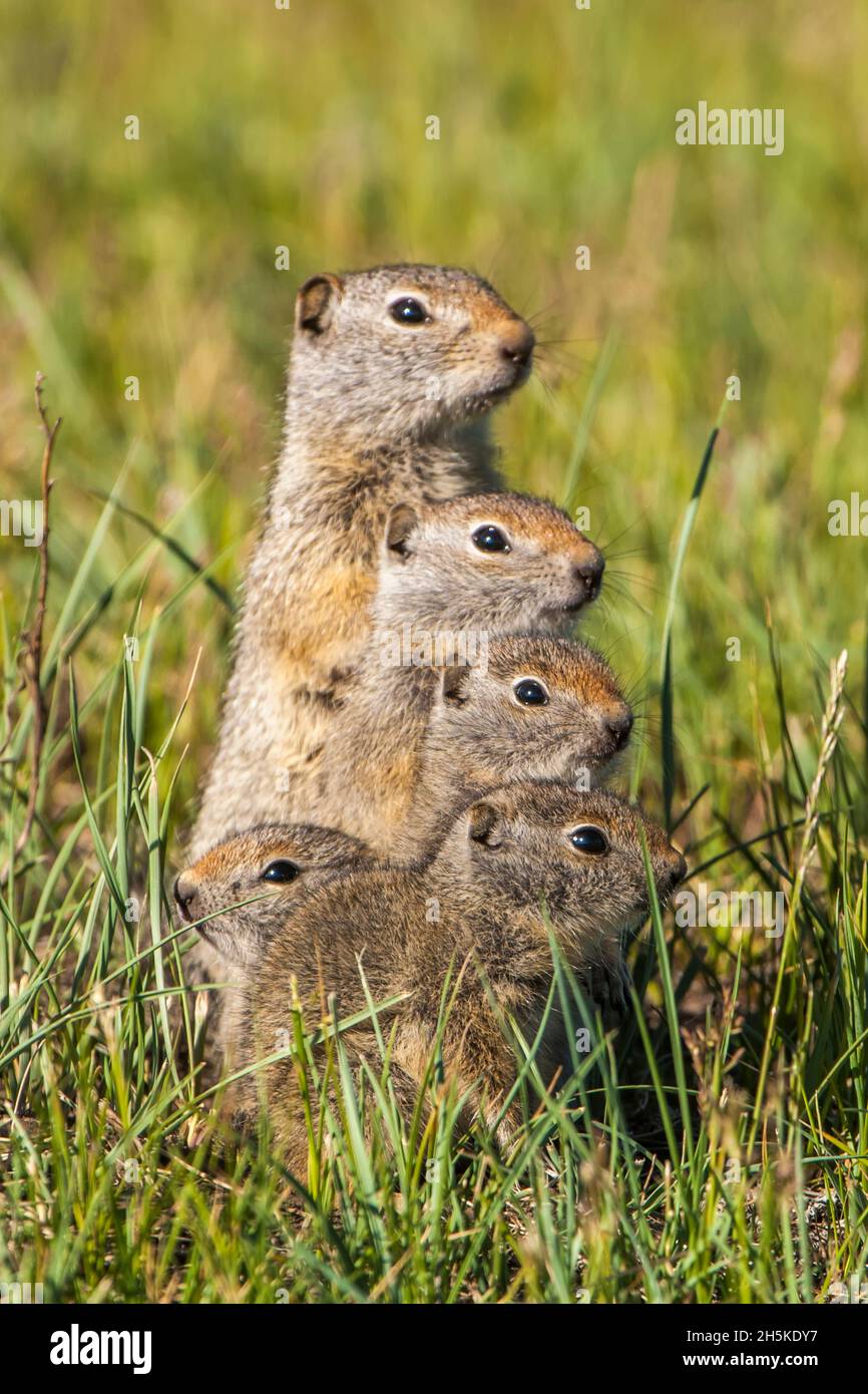Groupe d'écureuils terrestres d'uinta (Spermophilus armatus) debout dans une colonne ensemble dans l'herbe, en regardant de l'arrière-plan l'un l'autre à different... Banque D'Images