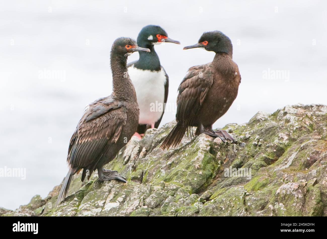 Trois scories antarctiques, des scories à yeux bleus (Phalacrocorax arriceps) et des scories rocheuses (Phalacrocorax magellanicus) se tenant ensemble sur des roches côtières Banque D'Images