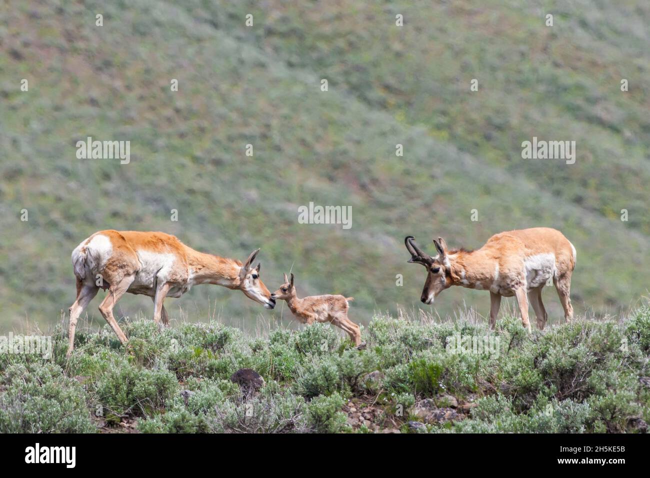 L'antilope de Pronghorn (Antilocapra americana) et son nouveau-né faussent debout dans un champ de nuzzling de sagebrush tandis que des montres buck d'antilope de pronghorn Banque D'Images