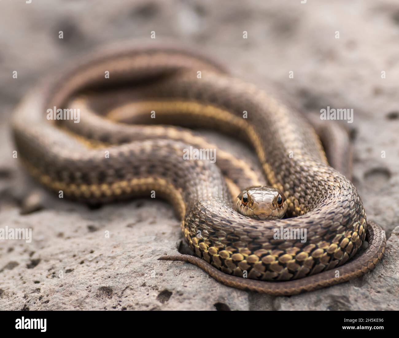 Un serpent à jarretière enroulé, Thamnophis elegans, regardant la caméra. Banque D'Images