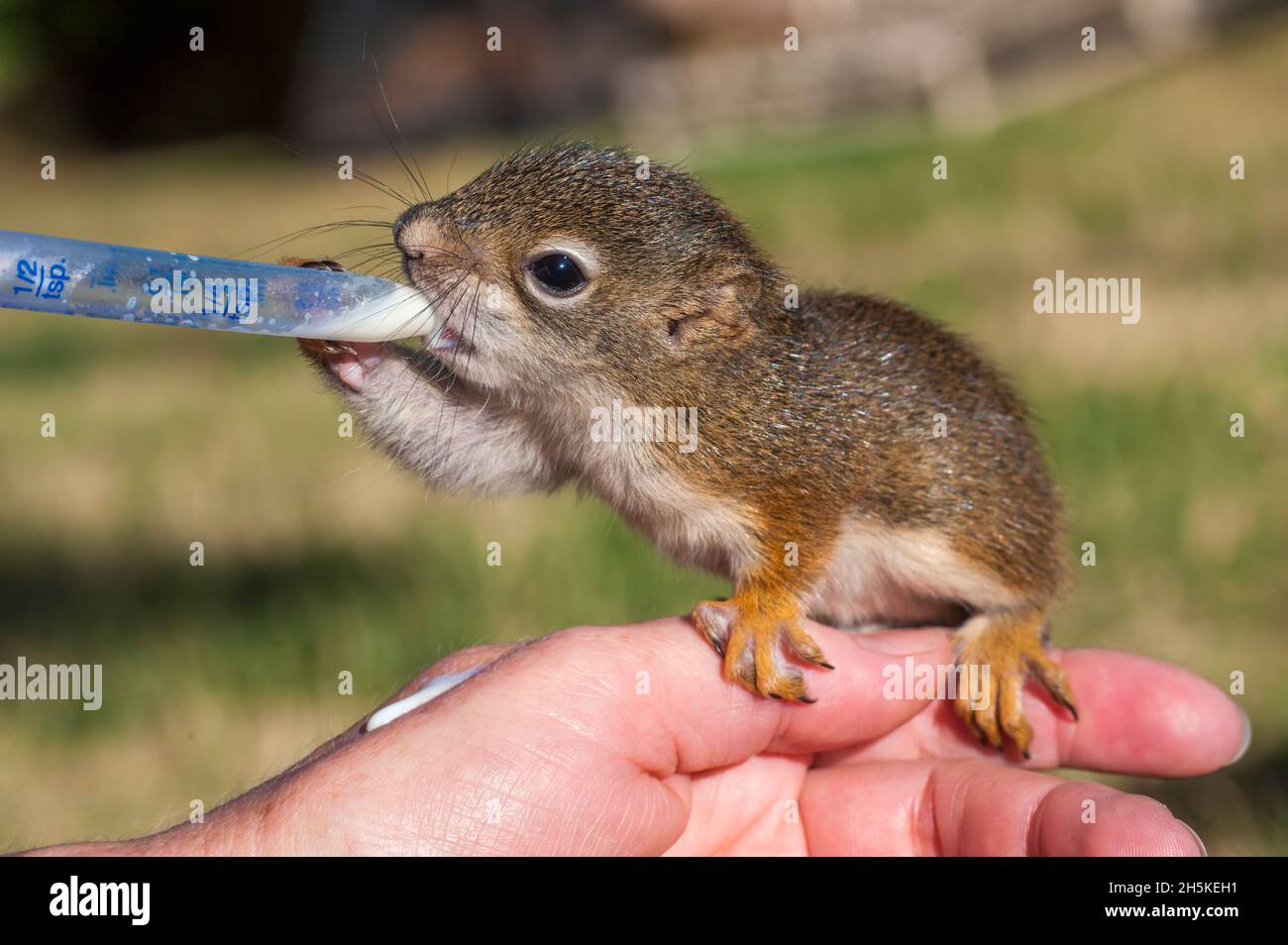 Un animal de compagnie, écureuil roux juvénile (Tamiasciurus hudsonicus) assis sur la main d'un homme en train d'être nourri avec un compte-gouttes dans le comté de Park Banque D'Images