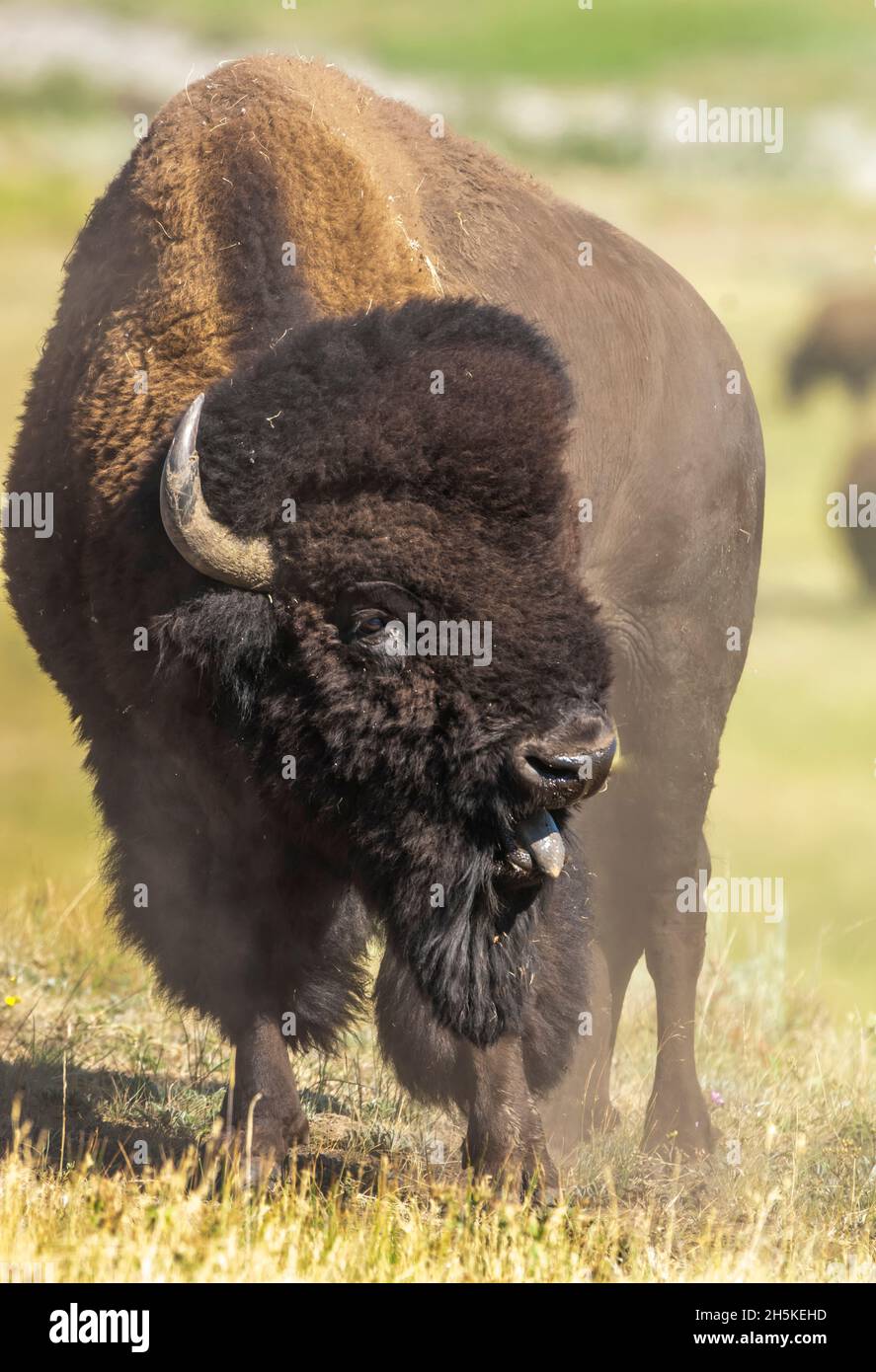 Portrait d'un bison (Bison bison) debout dans un champ dont la langue dépasse; Parc national de Yellowstone, États-Unis d'Amérique Banque D'Images