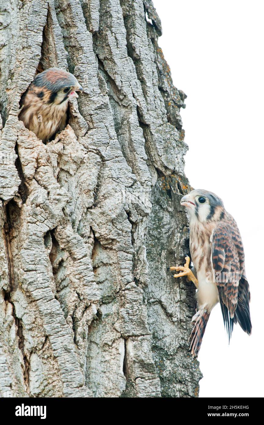 Le jeune kestrel américain (Falco sparverius) se déverse de la cavité du nid dans un arbre en coton (Populus angustifolia) dans un clos perché de kestrel adulte... Banque D'Images
