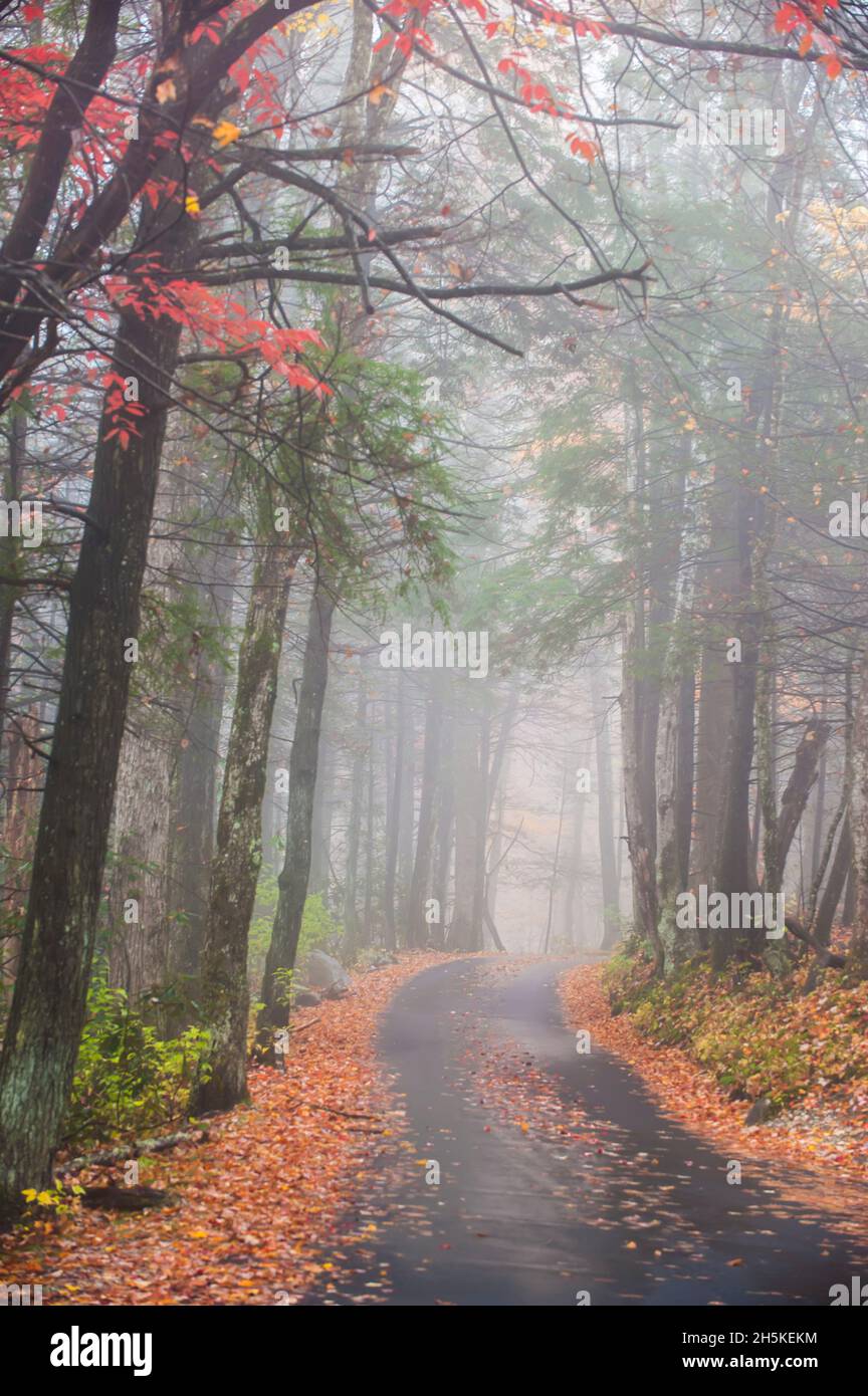 Le brouillard enveloppe une forêt et une route à l'automne. Banque D'Images