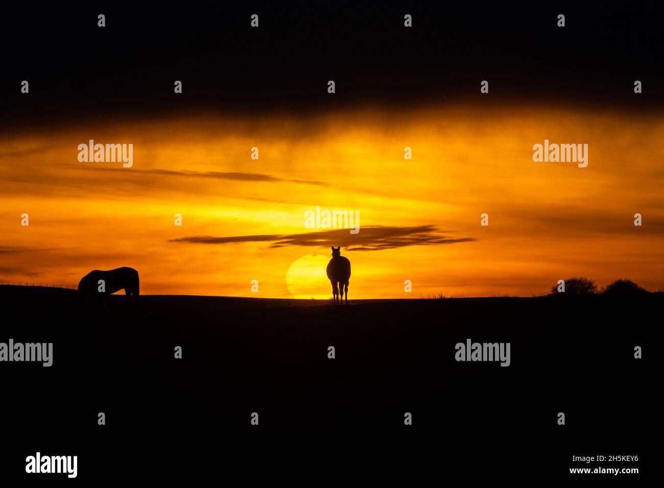 Près de Tynygraig, Ceredigion, pays de Galles, Royaume-Uni.10 novembre 2021 Royaume-Uni Météo: Des chevaux Sillouetted paître sur la terre comme le soleil apparaît à travers les nuages avant le coucher du soleil à la fin d'une journée sombre, près de Tynygoig en Mid Wales © Ian Jones/Alamy Live News Banque D'Images