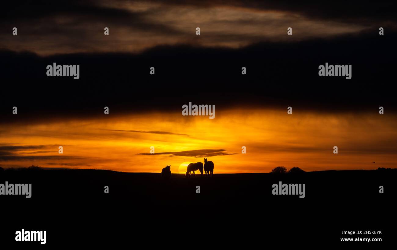 Près de Tynygraig, Ceredigion, pays de Galles, Royaume-Uni.10 novembre 2021 Royaume-Uni Météo: Des chevaux Sillouetted paître sur la terre comme le soleil apparaît à travers les nuages avant le coucher du soleil à la fin d'une journée sombre, près de Tynygoig en Mid Wales © Ian Jones/Alamy Live News Banque D'Images