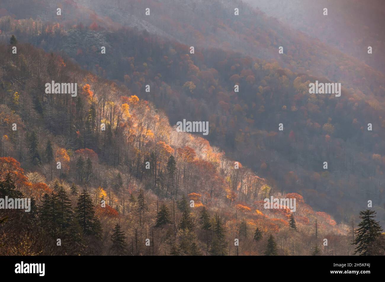 Le brouillard survole un paysage forestier à l'automne. Banque D'Images