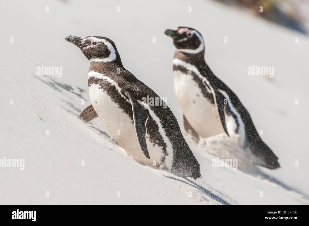 Deux manchots magellaniques (Spheniscus magellanicus) marchant sur une pente de sable; îles Falkland, Antarctique Banque D'Images