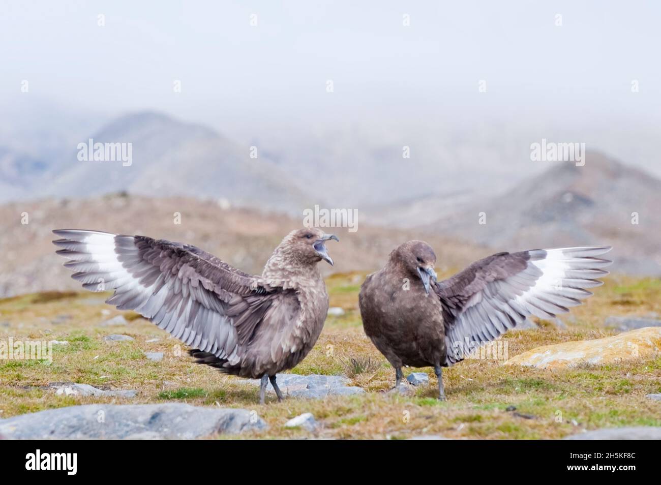 Deux Skuas antarctiques (Catharacta maccormicki) se tenant sur le paysage côtier sauvage qui s'étend leurs ailes et qui appellent pendant la cour Banque D'Images