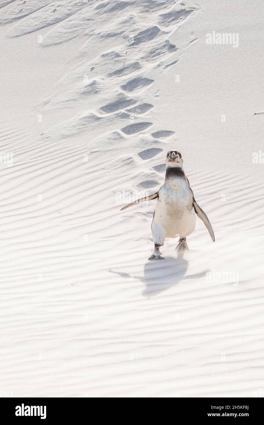 Un pingouin magellanique (Spheniscus magellanicus) qui descend une pente sablonneuse laissant des pistes dans le sable; île de Géorgie du Sud, Antarctique Banque D'Images