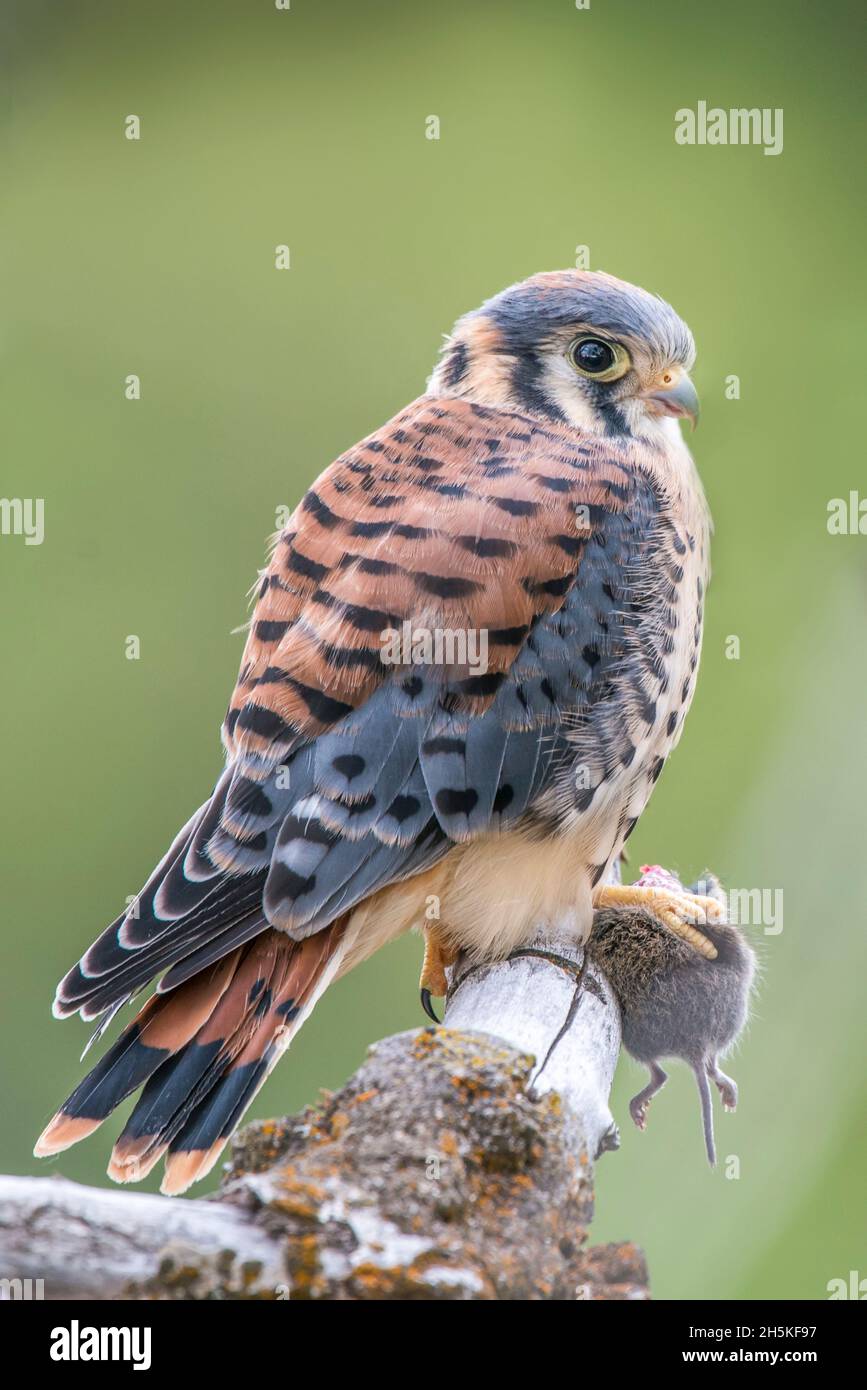 Portrait d'un kestrel américain (Falco sparverius) perché sur une branche d'arbre tenant une souris de cerf (Peromyscus maniculatus) avec ses talons Banque D'Images