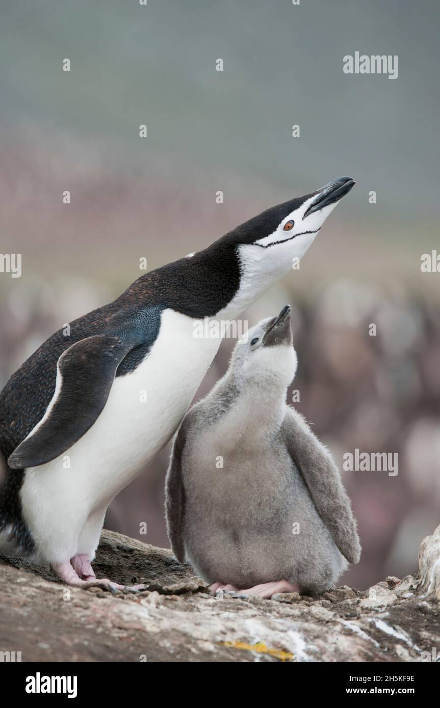Pingouin de collier (Pygoscelis antarcticus) adulte et poussin au nid faisant appel ensemble; Antarctique Banque D'Images