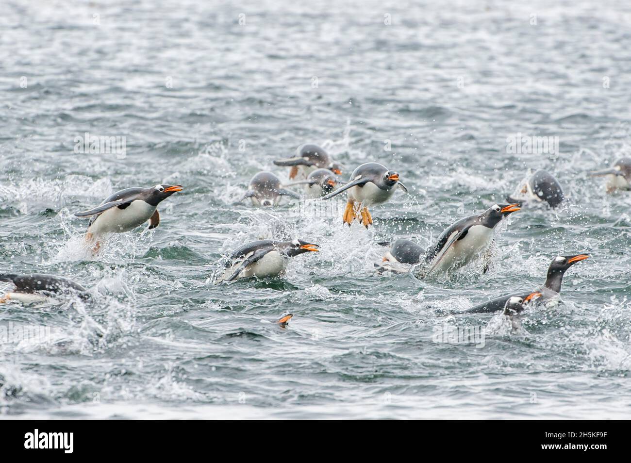 Groupe de pingouins gentoo (Pygoscelis papouasie) nageant, sautant et éclaboussant dans l'océan; îles Falkland, Antarctique Banque D'Images