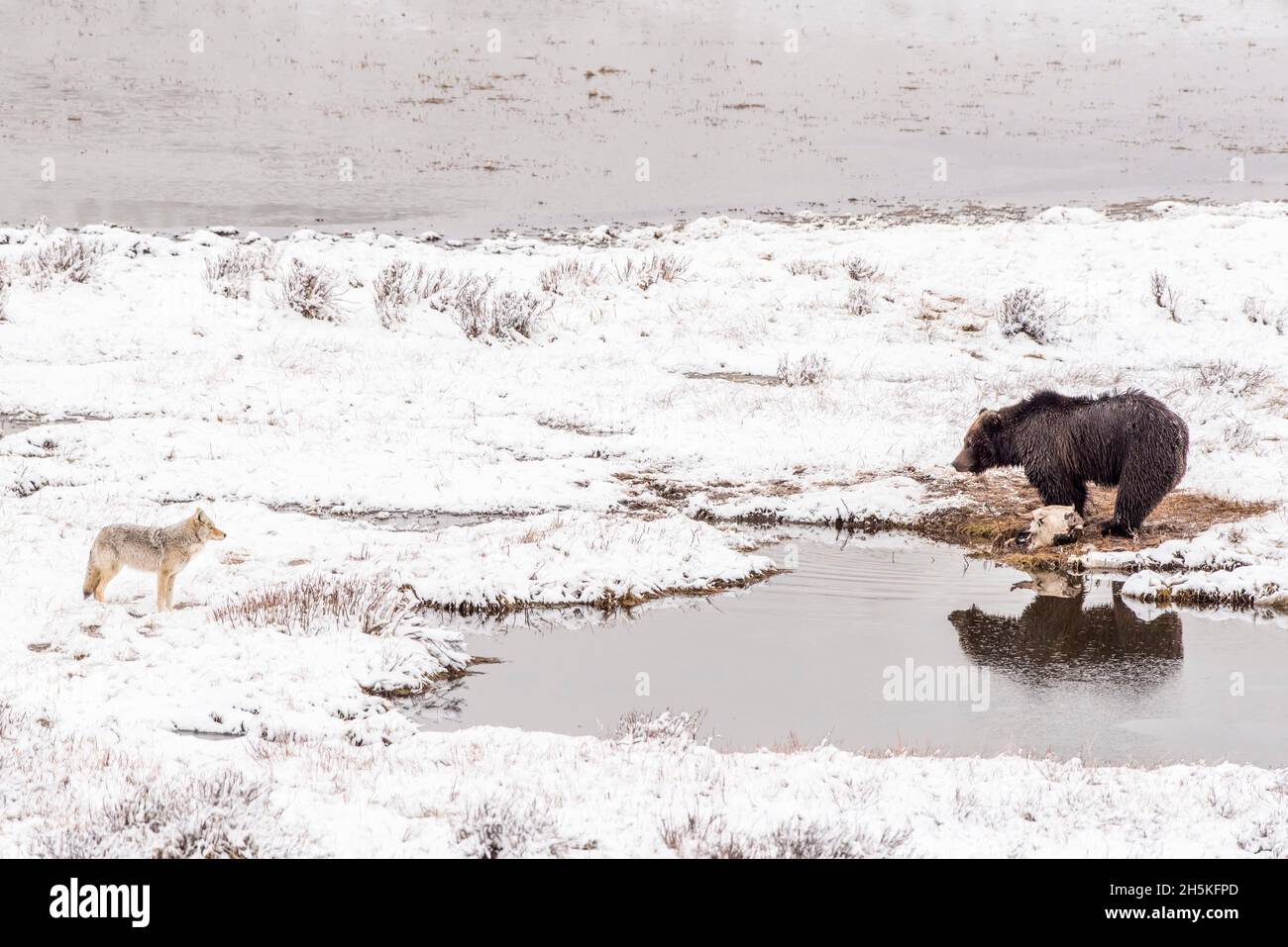 Ours brun (Ursus arctos) debout à côté d'une carcasse de bison (Bison bison) sur une côte enneigée en hiver face d'un coyote (Canis latrans) regardant ... Banque D'Images