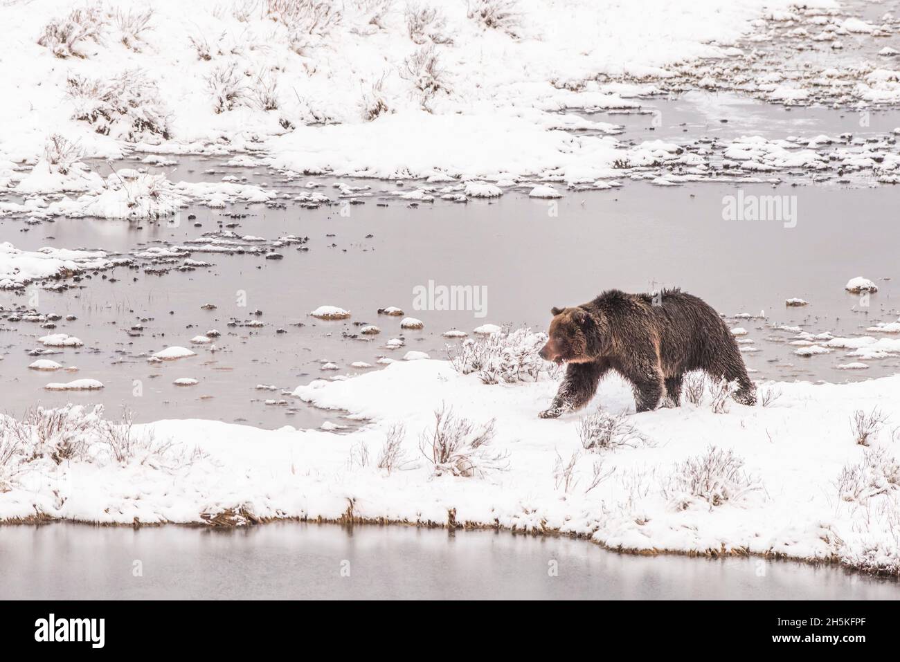 Ours brun (Ursus arctos) marchant le long de la côte enneigée en hiver à la recherche de nourriture; Yellowstone National Park, États-Unis d'Amérique Banque D'Images