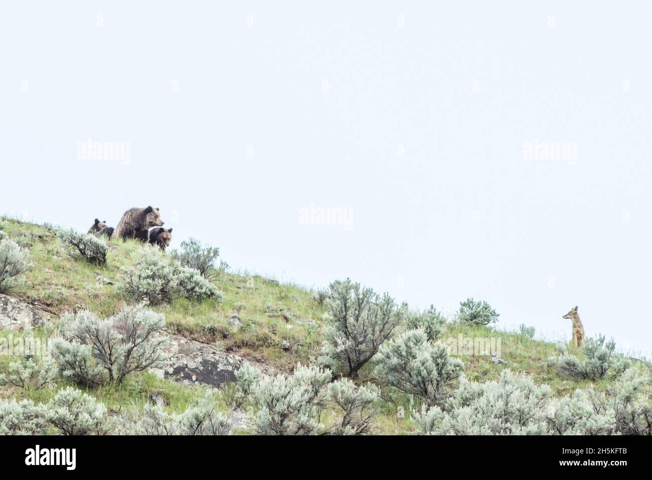 Truie d'ours brun (Ursus arctos) avec ses deux petits regardant avec précaution un coyote (Canis latrans) d'une colline à la forme de sagou Banque D'Images