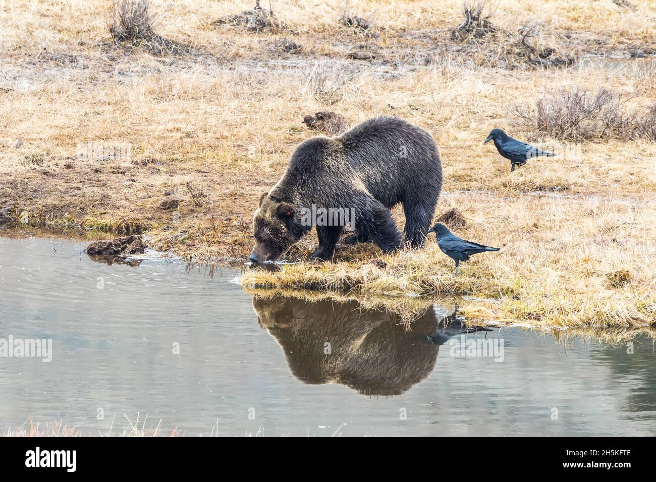 Ours brun (Ursus arctos) debout sur une côte herbeuse recouverte de gel eau potable après s'être nourris sur une carcasse de bison avec des corbeaux (Corvus corax) stand... Banque D'Images