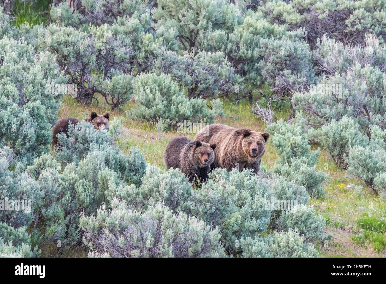 Truie d'ours brun (Ursus arctos) avec ses deux petits marchant à travers un champ de sagebrush; Yellowstone National Park, États-Unis d'Amérique Banque D'Images