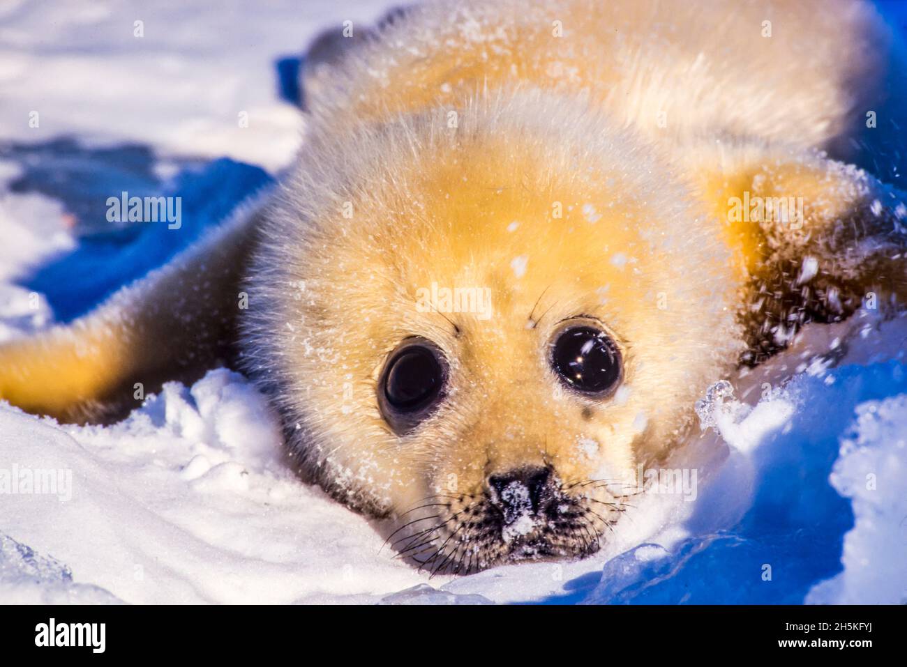 Portrait d'un nouveau-né de la pupe de phoque du Groenland (Phoca groenlandicus) couché sur le ventre dans la neige regardant la caméra; Canada Banque D'Images