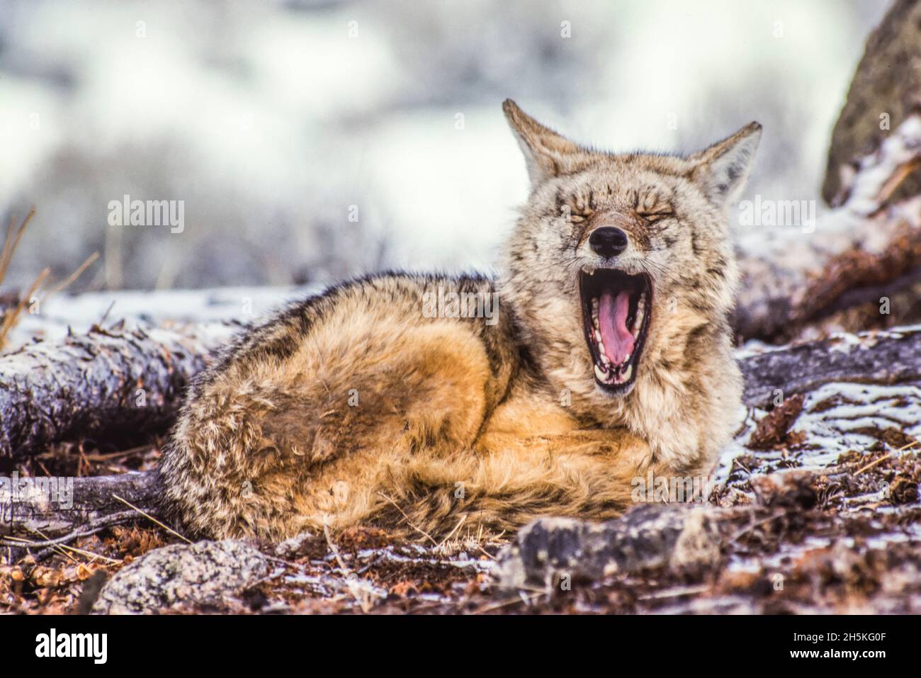 Un coyote endormi (Canis latrans) s'est enroulé sur le sol couvert de neige, s'éportant à la caméra; Yellowstone National Park, États-Unis d'Amérique Banque D'Images