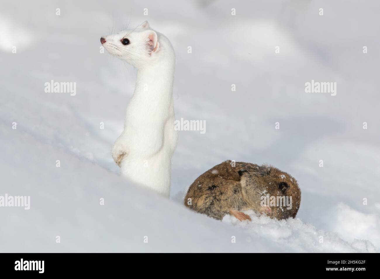 Un petit-queue (Mustela erminea) camouflé dans son manteau blanc d'hiver debout dans la neige à côté de sa proie, un campagnol montagnard (Microtus mont... Banque D'Images