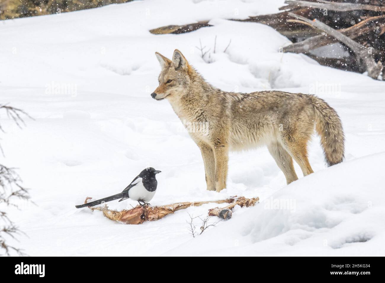 Un coyote (Canis latrans) se trouve à côté d'une carcasse d'élan (Cervus canadensis) en hiver, tandis qu'un magpie à bec noir (Pica pica) récupère les restes Banque D'Images