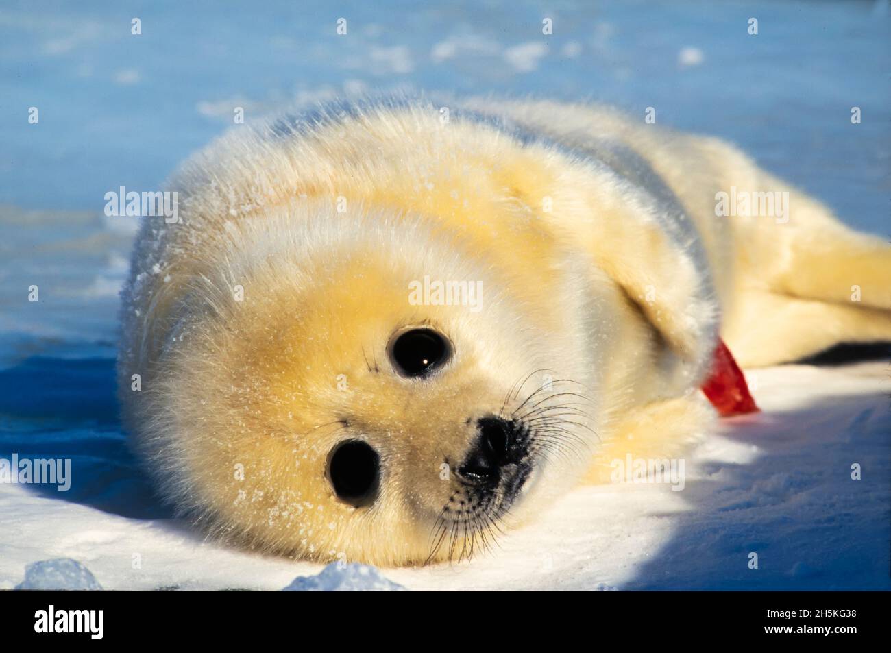 Portrait d'un nouveau-né de phoque du Groenland (Phoca groenlandicus) couché dans la caméra; Canada Banque D'Images