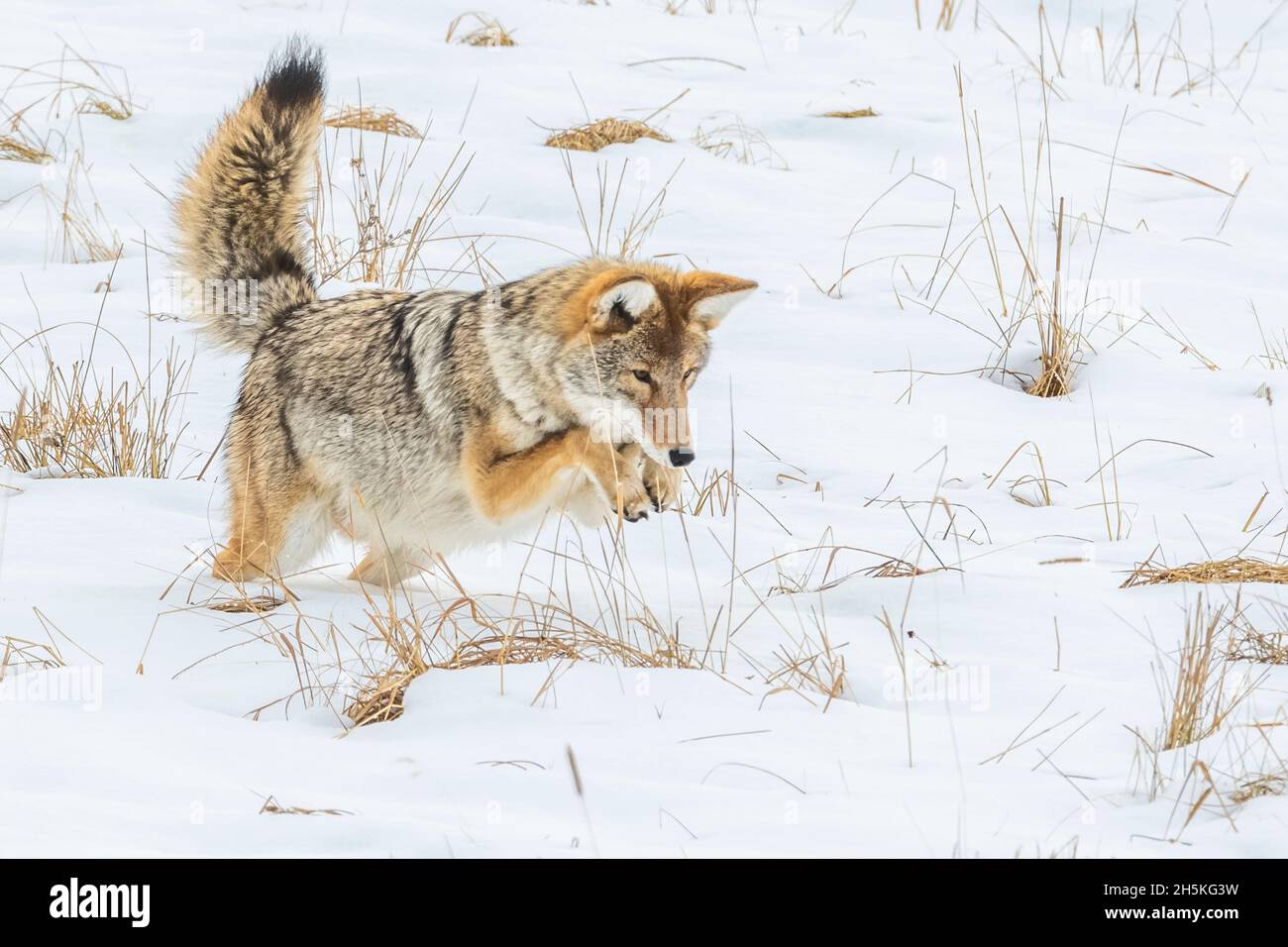 Gros plan d'un Coyote (Canis latrans) qui bondissant dans la chasse à la neige pour la nourriture; Parc national de Yellowstone, États-Unis d'Amérique Banque D'Images