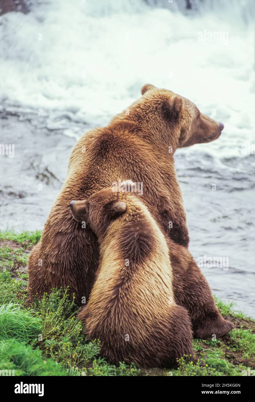 Vue prise de l'arrière d'un ourson brun (Ursus arctos) reposant contre le dos de maman comme ils s'assoient sur la rive à côté d'une chute d'eau à Katmai... Banque D'Images