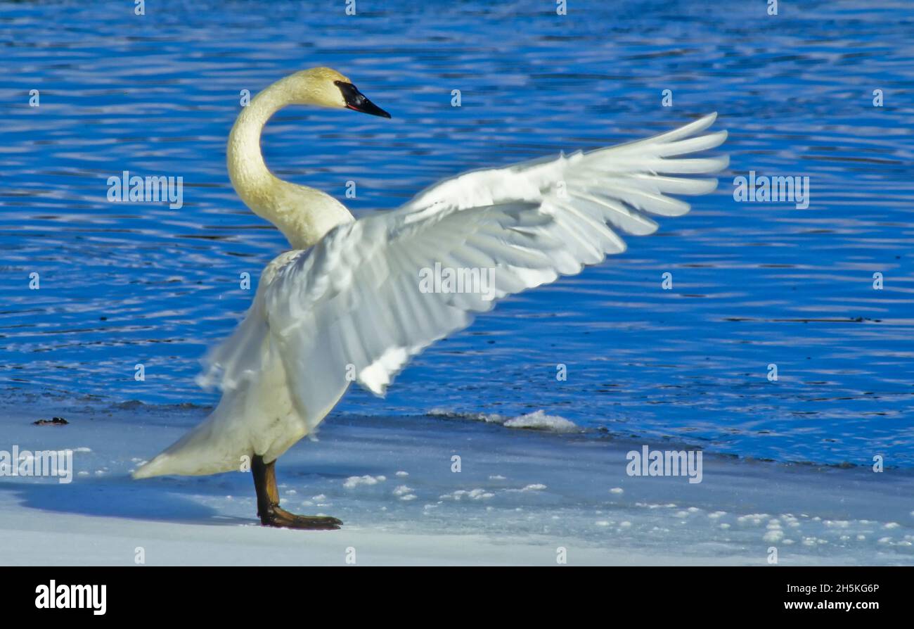 Cygne trompettiste (Cygnus buccinator) se tenant sur la rive enneigée à côté de l'eau bleue, étirant ses ailes au soleil par une froide journée d'hiver. T... Banque D'Images
