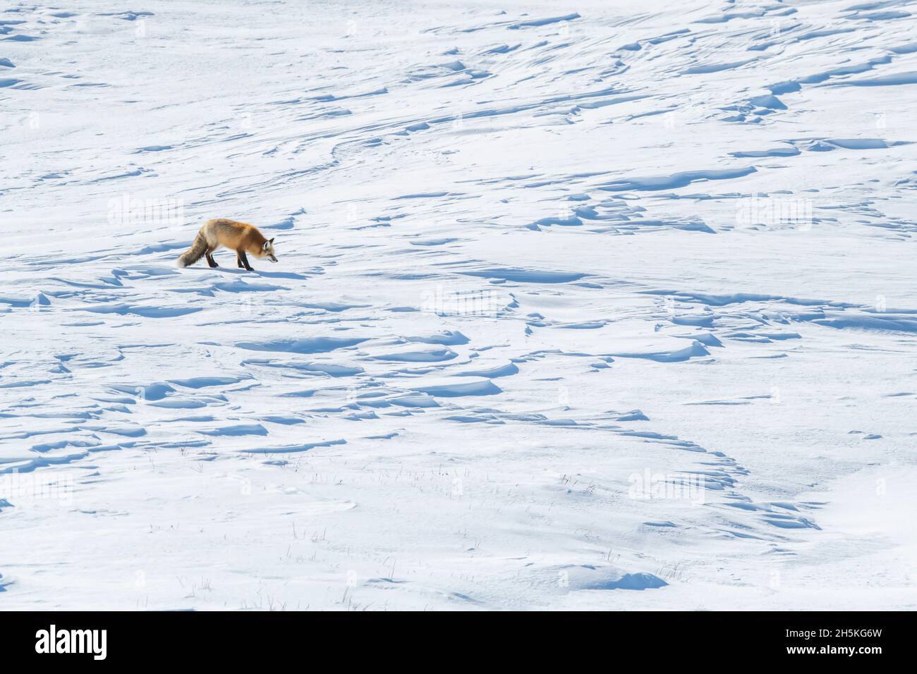 Renard roux (Vulpes vulpes) marchant le long d'un paysage couvert de neige à l'écoute des bruits de proie sous les dérives Banque D'Images