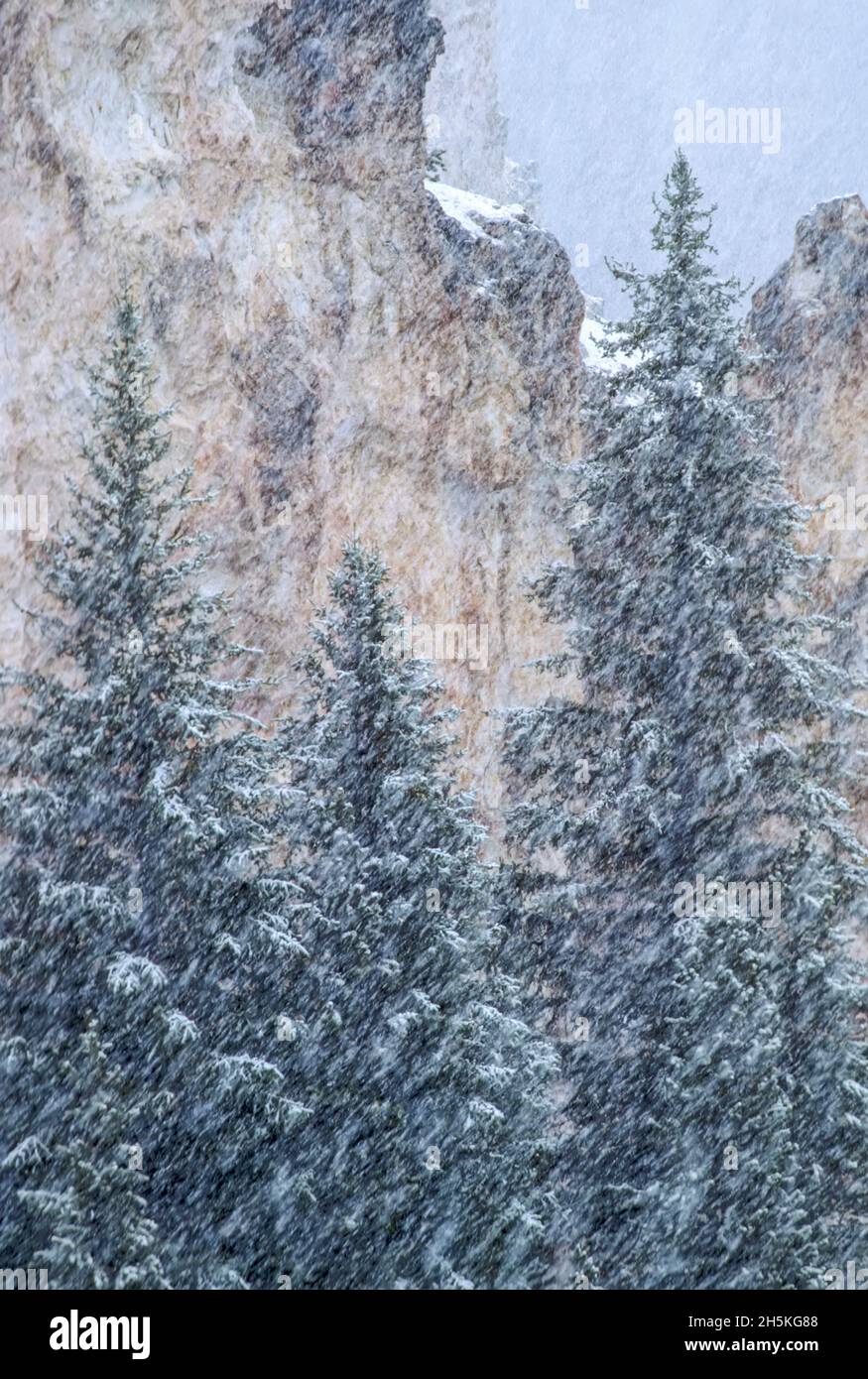 Des flocons de neige diagonaux tombent dans un canyon avec des conifères vert foncé qui se dressent contre les falaises légères lors d'une forte chute de neige Banque D'Images