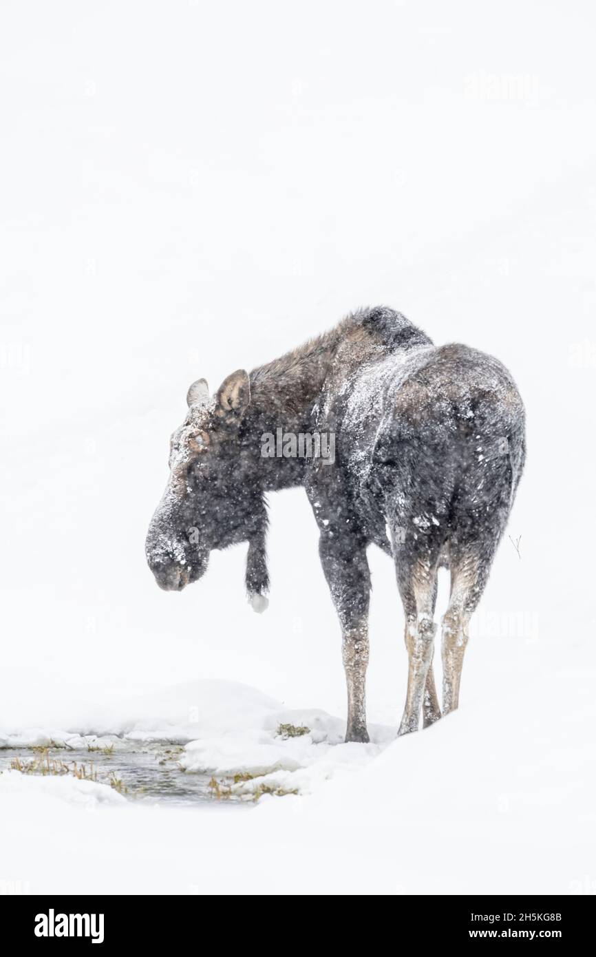 Vue prise de derrière un orignal à taureau recouvert de gel (Alces alces) debout dans la neige qui se nourrit lors d'une forte chute de neige Banque D'Images