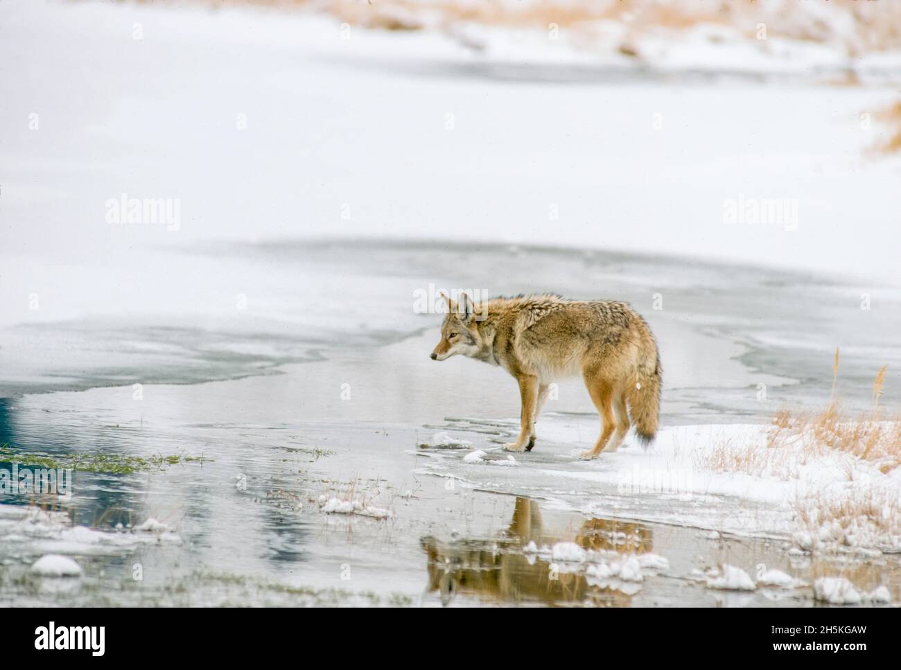Un coyote (Canis latrans) s'est arrêté au bord de l'eau d'un étang couvert de neige dans la vallée de Lamar, avant de passer à gué pour trouver de la nourriture Banque D'Images