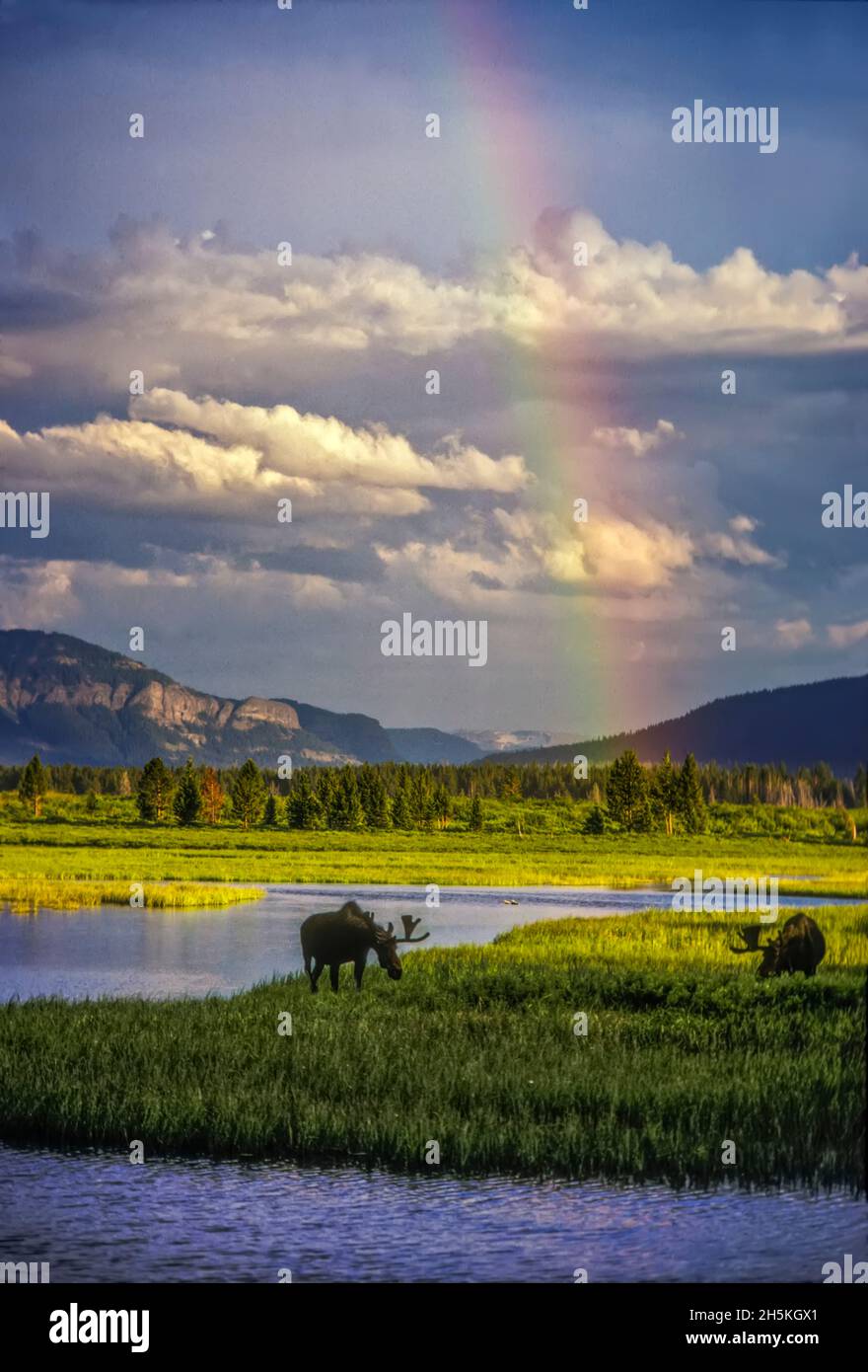 Un léger arc-en-ciel survole une paire d'orignaux de taureau en pâturage (Alces alces) après qu'une douche de pluie s'est déplacée vers le haut du Thorofare à Yellowstone et Beaverdam... Banque D'Images