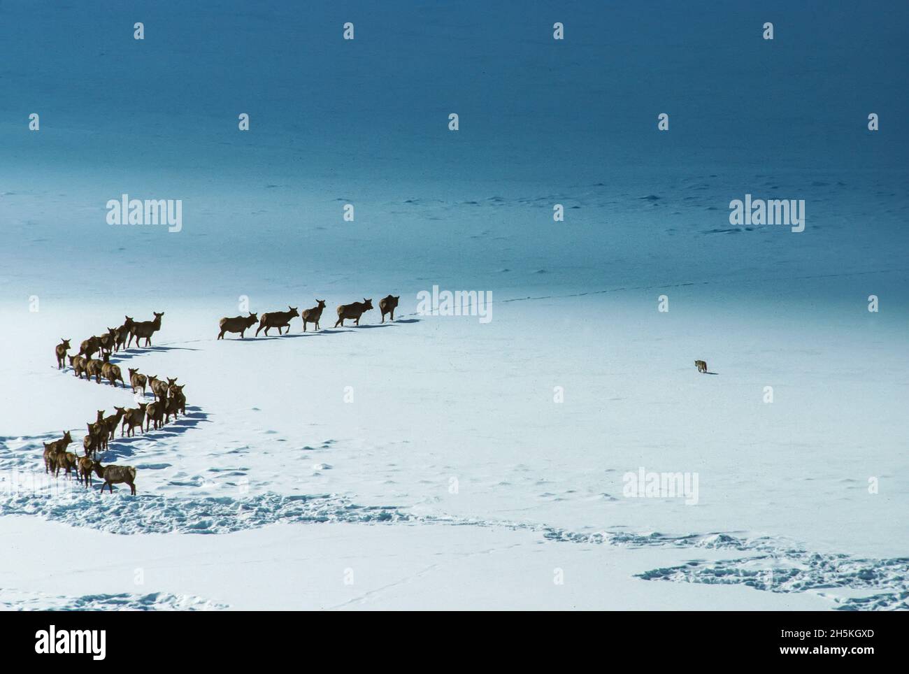 Wapiti (Cervus canadensis) se déplaçant dans une ligne incurvée le long des champs enneigés tandis qu'un coyote (Canis latrans) vérifie la neige... Banque D'Images