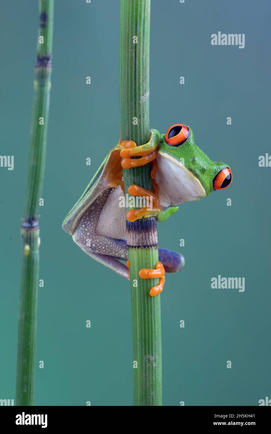 Grenouilles d'arbre à yeux rouges sur la feuille Banque D'Images