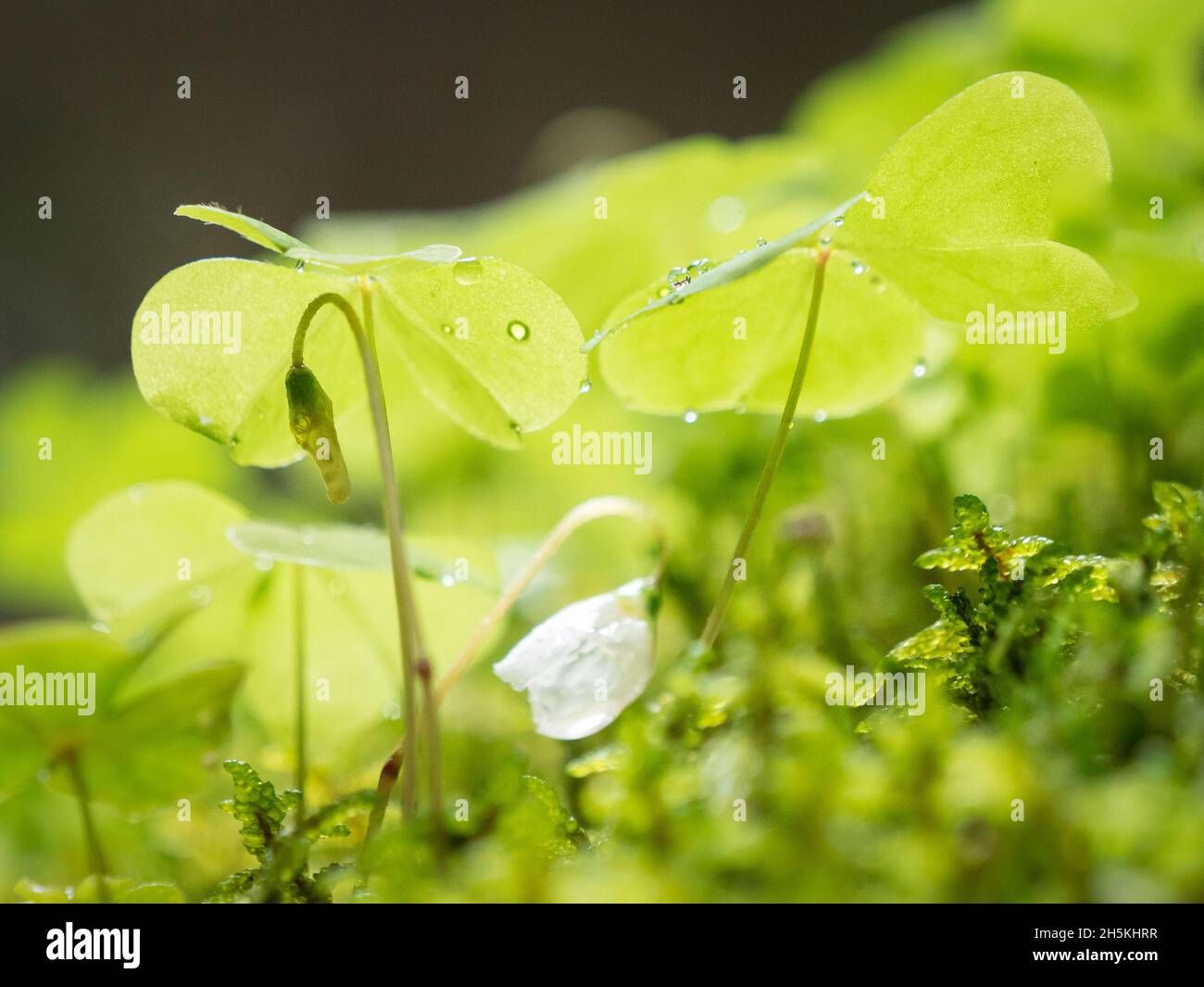 Gouttes d'eau sur les feuilles d'oseille en forêt Banque D'Images