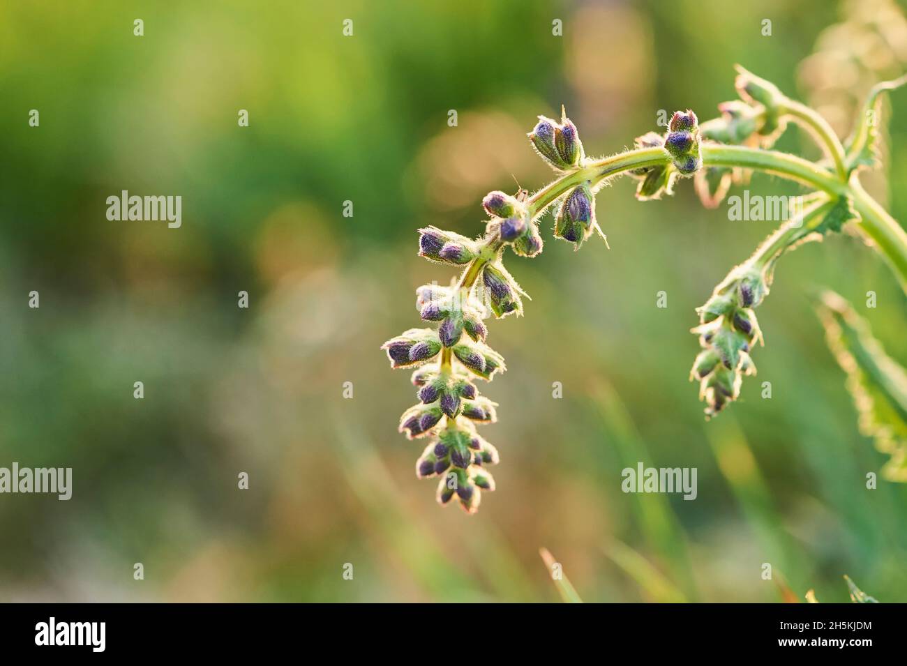 Un clary de prairie ou sauge de prairie (Salvia pratensis) se bloquant dans une prairie du parc national de la forêt bavaroise; Bavière, Allemagne Banque D'Images