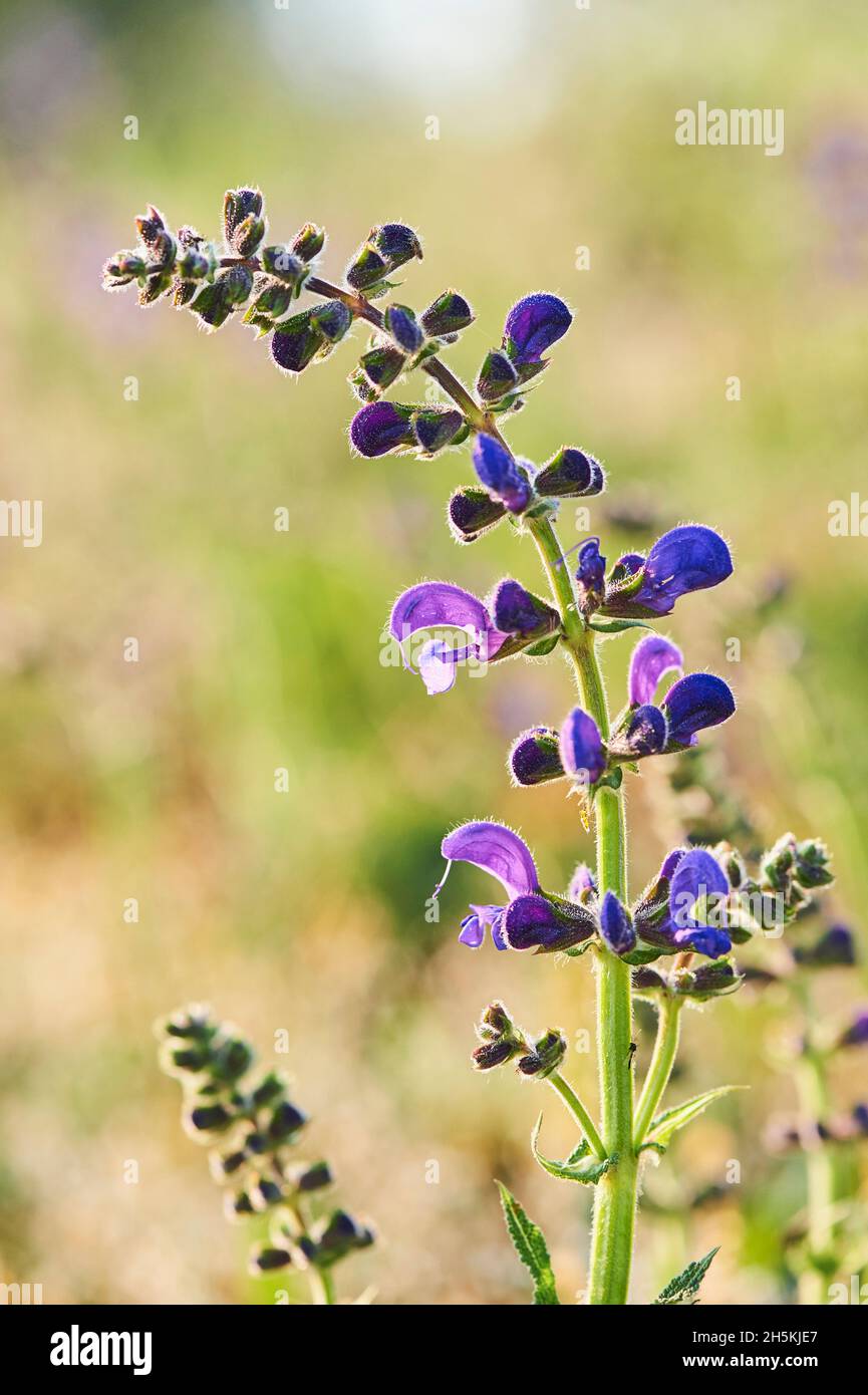 Un clary de prairie ou sauge de prairie (Salvia pratensis) se bloquant dans une prairie du parc national de la forêt bavaroise; Bavière, Allemagne Banque D'Images