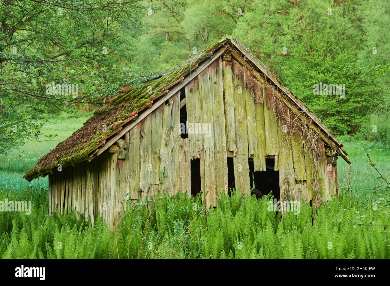 Cabine debout au milieu du champ de fougères mâles ou de fougères à vers (Dryopteris filix-mas); Bavière, Allemagne Banque D'Images