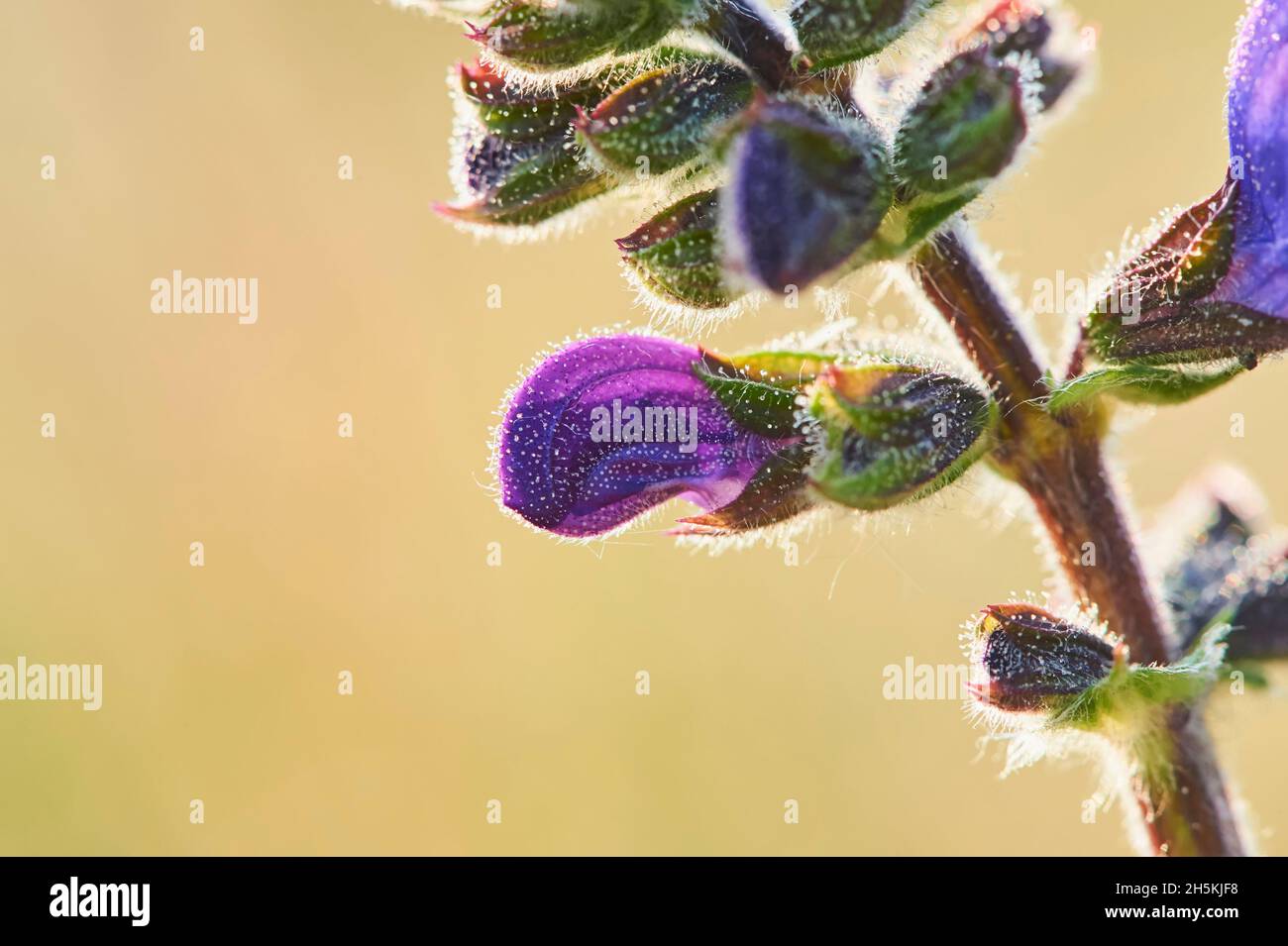 Un clary de prairie ou sauge de prairie (Salvia pratensis) se bloquant dans une prairie du parc national de la forêt bavaroise; Bavière, Allemagne Banque D'Images