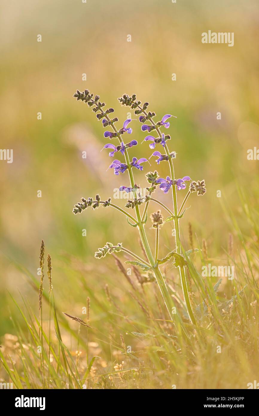Un clary de prairie ou sauge de prairie (Salvia pratensis) se bloquant dans une prairie du parc national de la forêt bavaroise; Bavière, Allemagne Banque D'Images