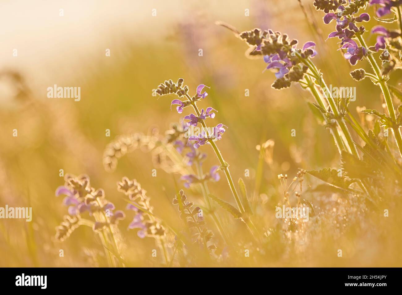Un clary de prairie ou sauge de prairie (Salvia pratensis) se bloquant dans une prairie du parc national de la forêt bavaroise; Bavière, Allemagne Banque D'Images